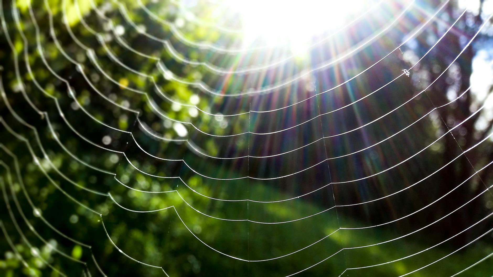 spider web in closeup photo